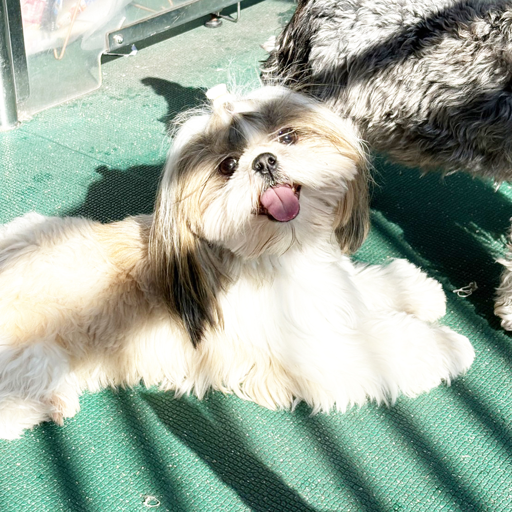 生徒が撮影したモデル犬写真①